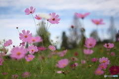 秋桜の丘