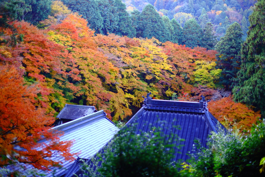 紅葉寺