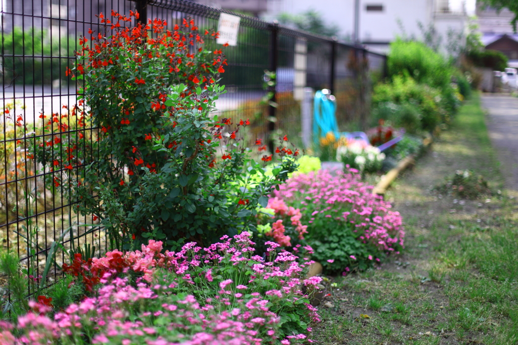 5月の小さな花園