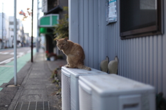 犬山