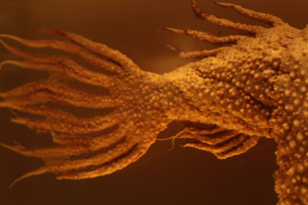 魚
