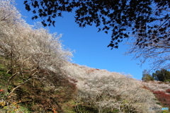 IMG_9401-1　秋の桜