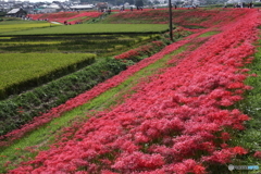 矢勝川河畔初秋風景