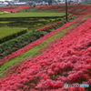 矢勝川河畔初秋風景