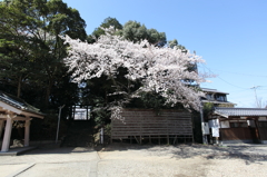 八幡様の桜　４