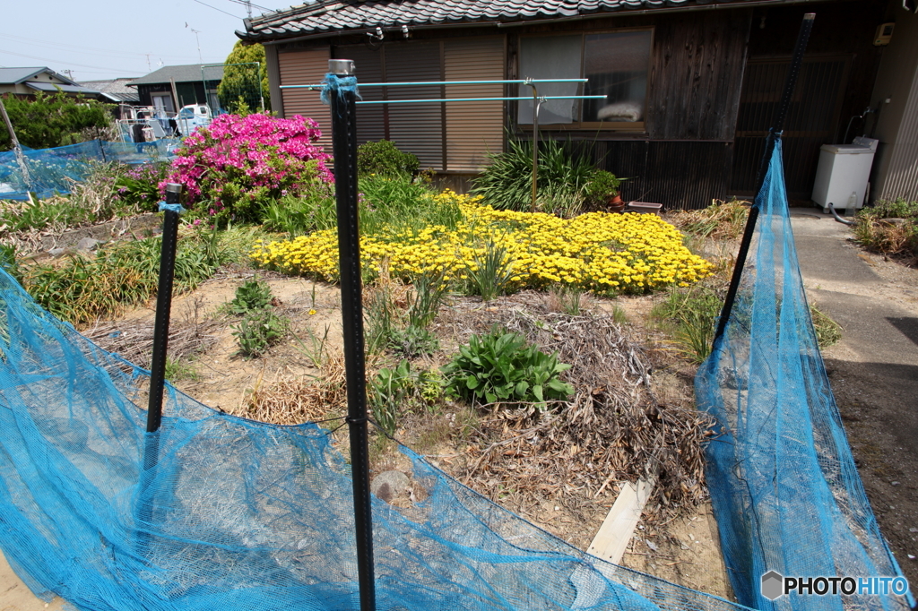 おうちの花壇