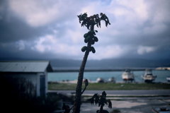 パパイヤのある風景