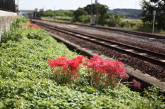 沿線の秋