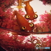 上目遣いの金魚