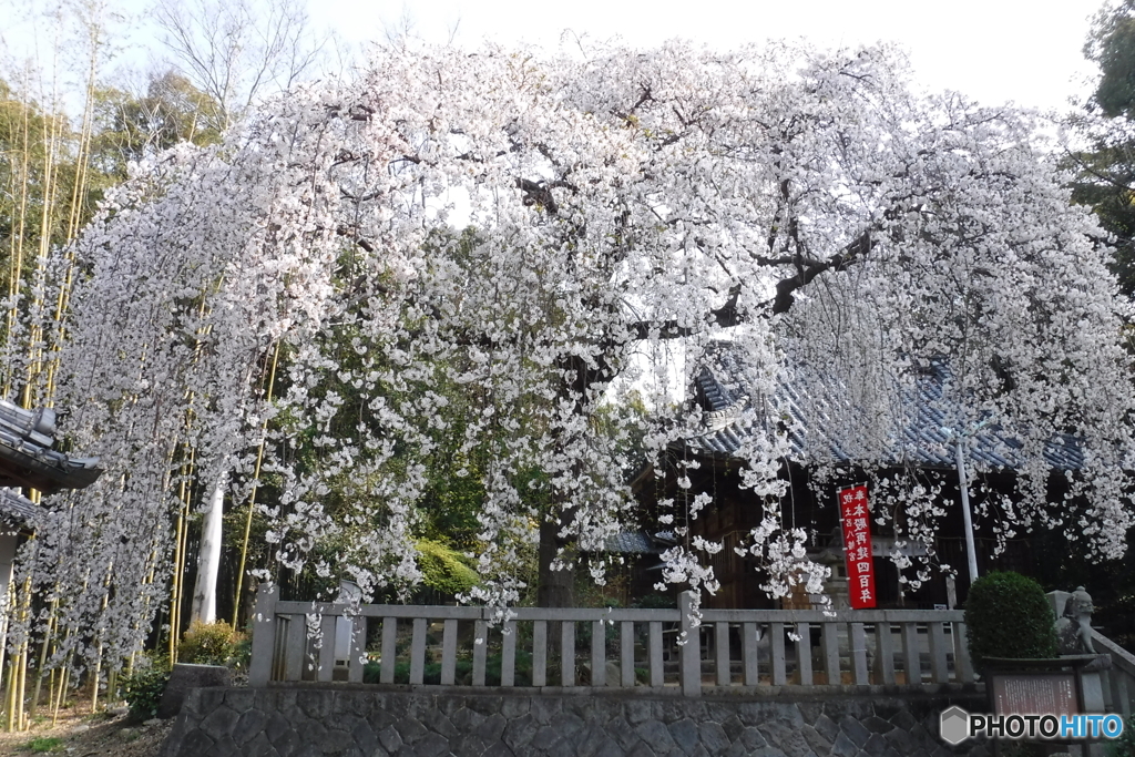 DSCF0613-1