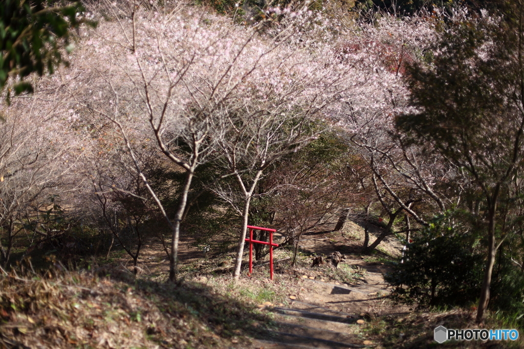 IMG_9282-1　四季桜の森