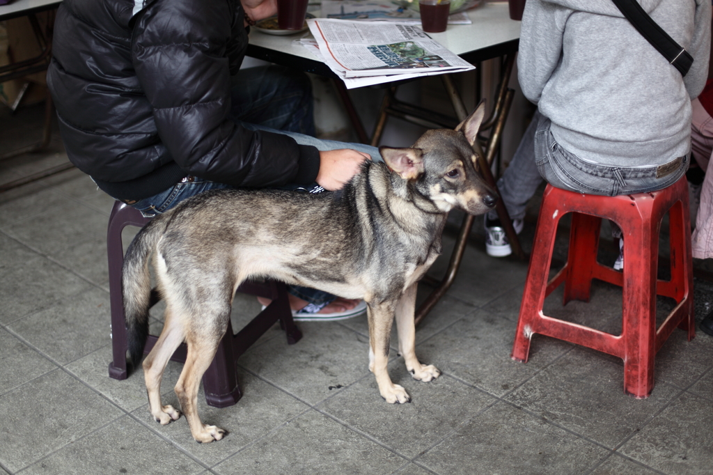 台北の犬