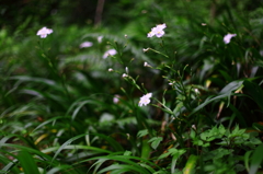 香嵐渓・シャカの花