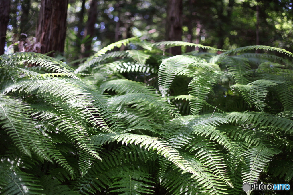 シダ植物の煌めき
