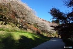 IMG_9391-1　秋の桜