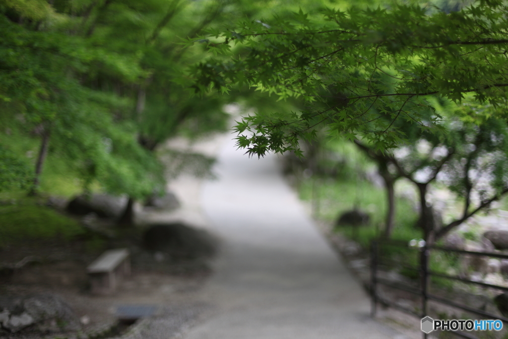 新緑の小道