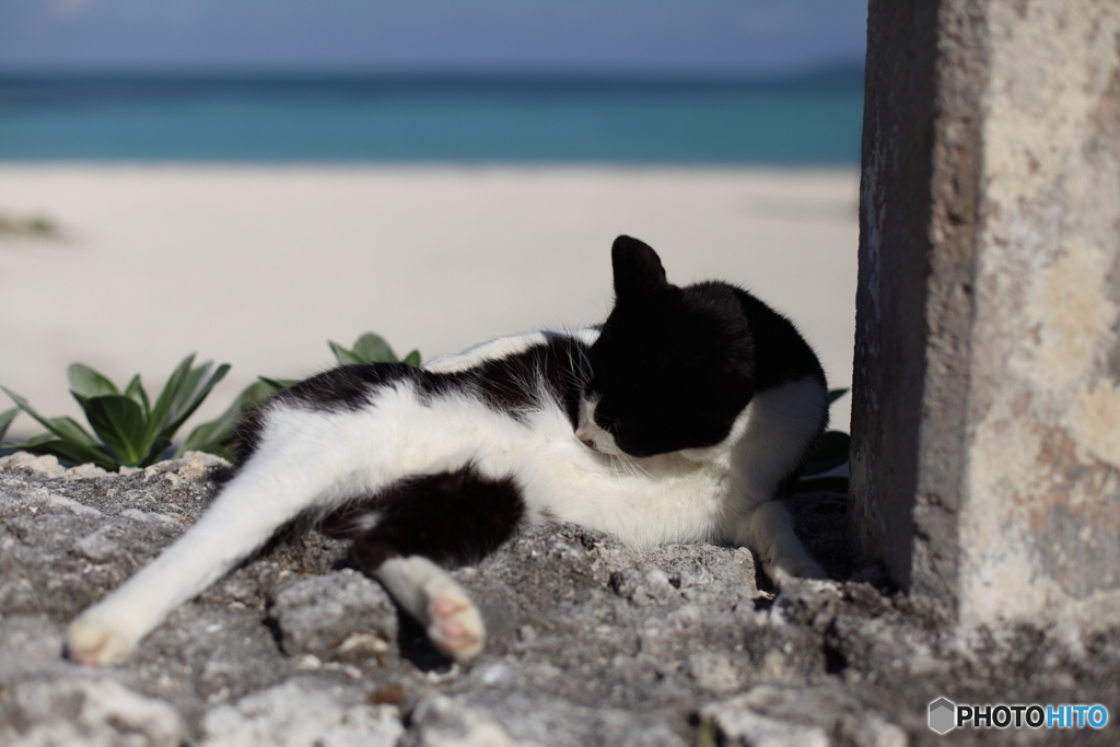 海辺の猫