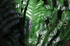 熱帯植物