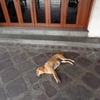 バンコクの犬