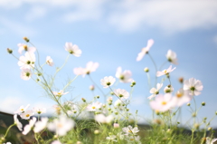 秋桜