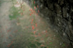 琉球の家（１２）