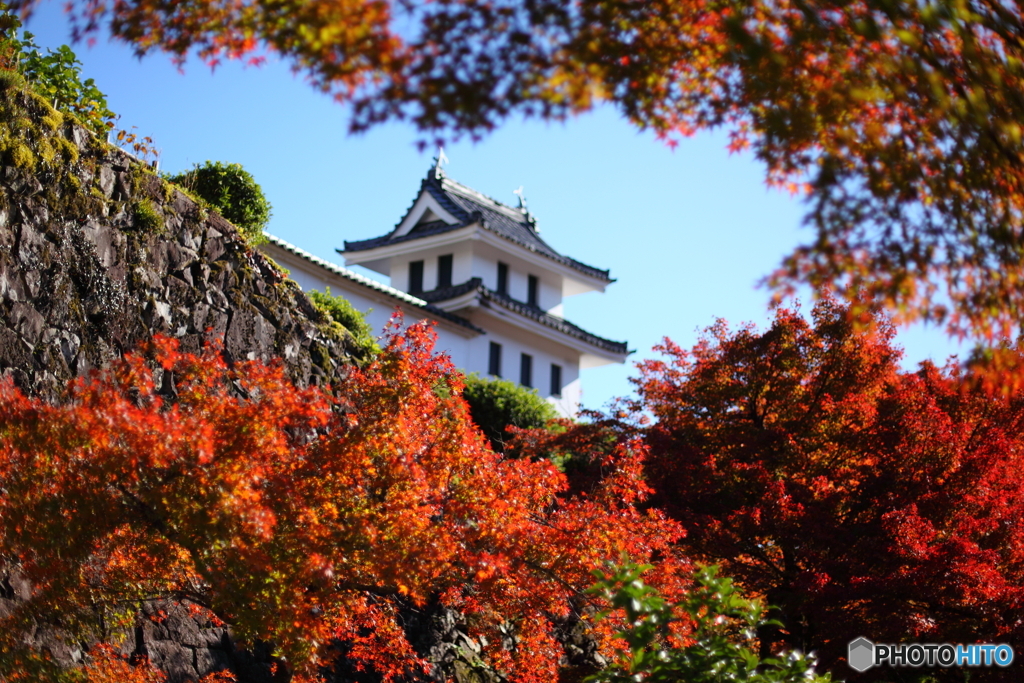 IMG_9404-1　郡上八幡城錦秋