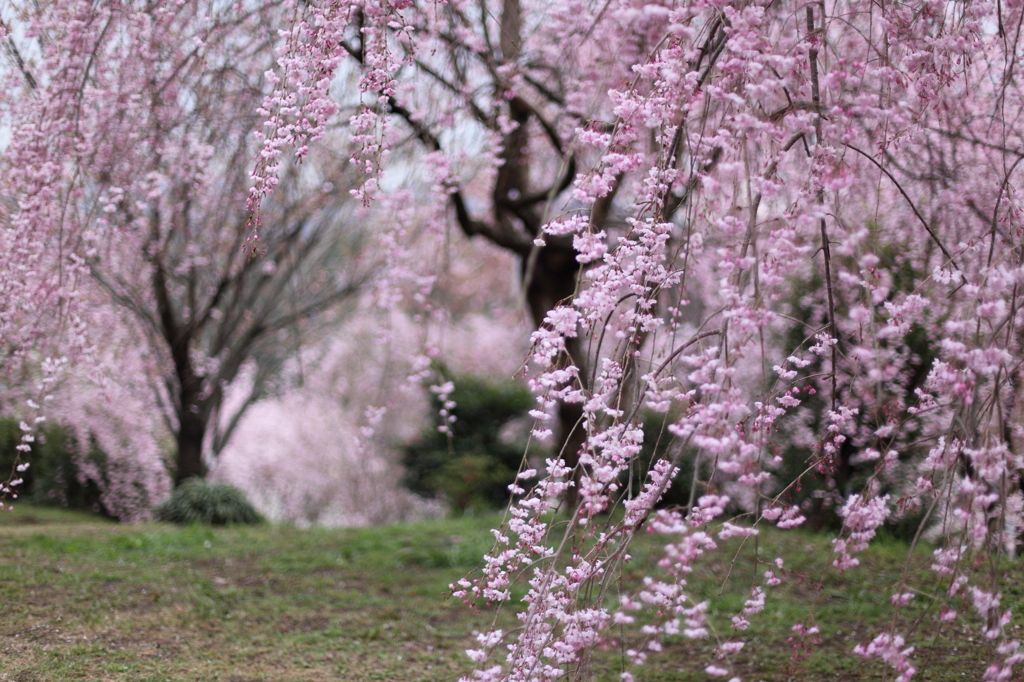 枝垂れ桜