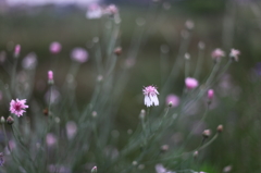 朝花