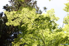 香嵐渓・夏の光