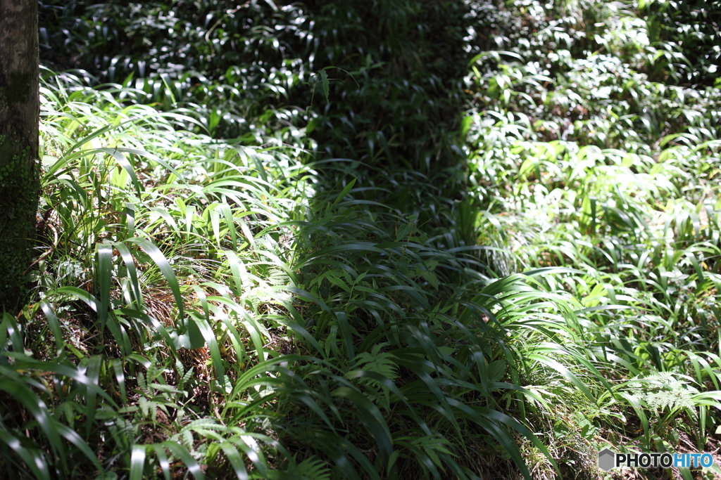 香嵐渓・夏の光