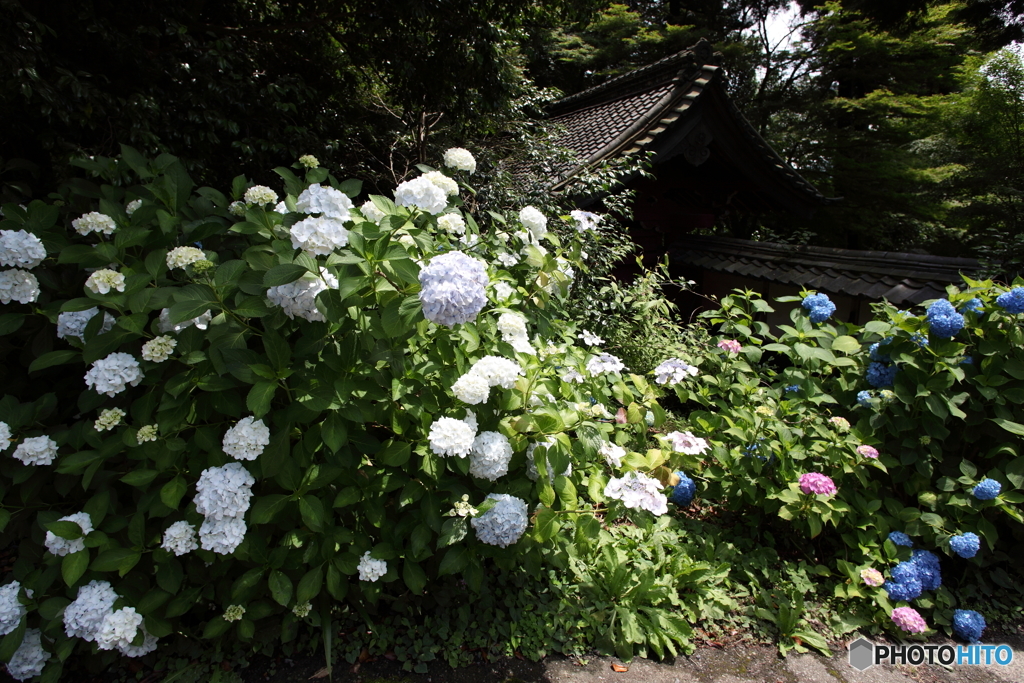 あじさい寺