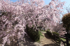 枝垂れ桜