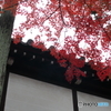 京都錦秋
