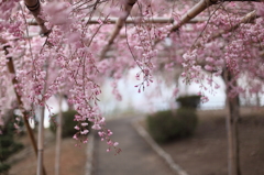 枝垂れ桜