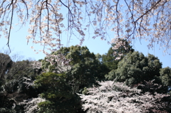 はるそら