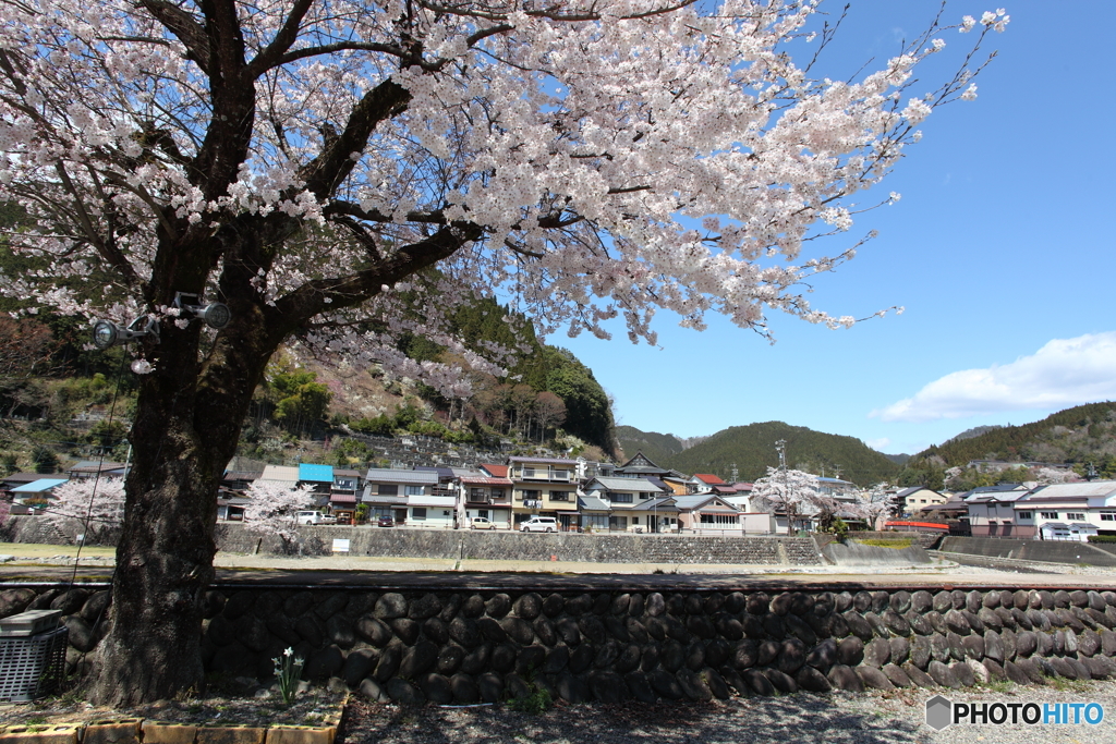 IMG_4802-1　郡上の春