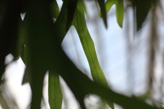 IMG_3036-1