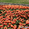IMG_3876-1