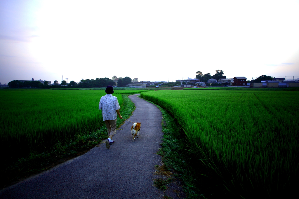 犬と散歩