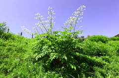 高原の緑（２）