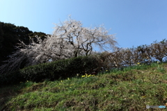 IMG_2983-1