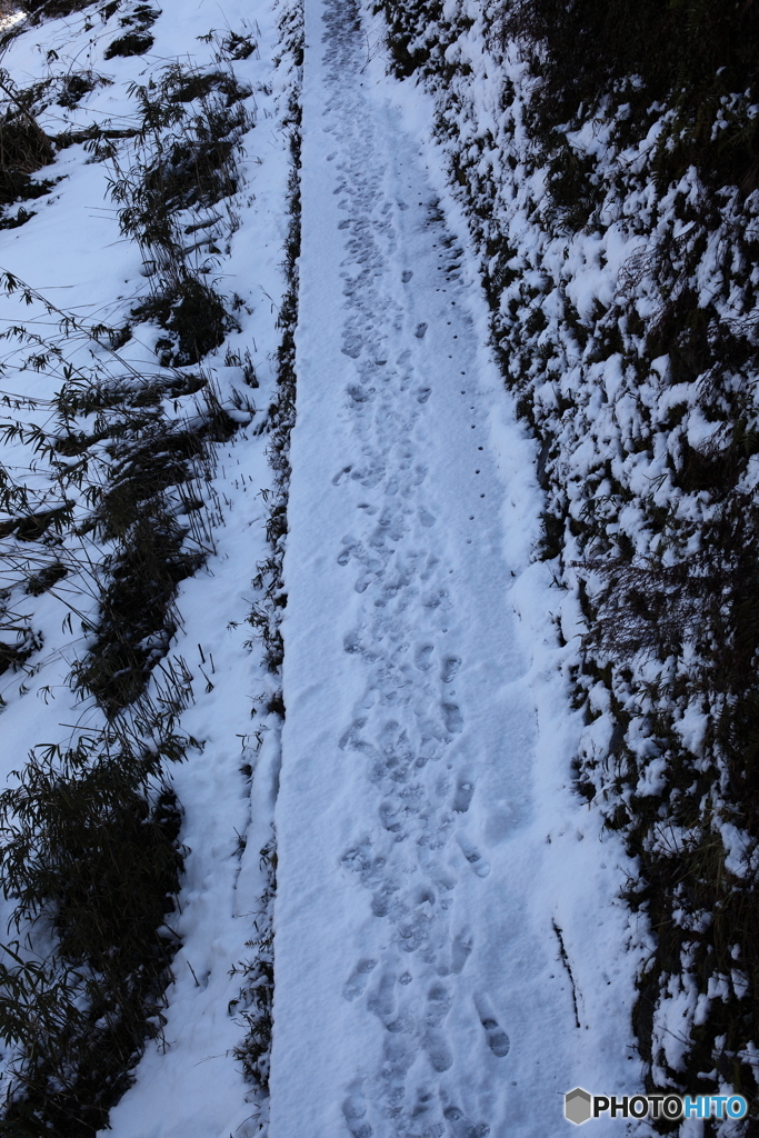雪道