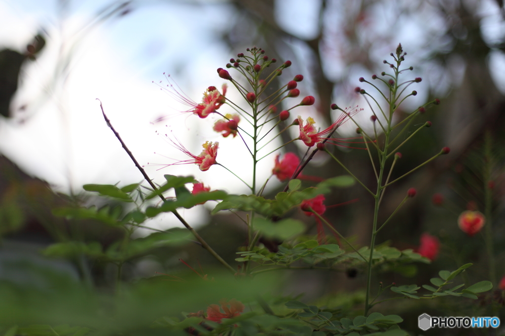 熱帯の花