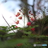 熱帯の花