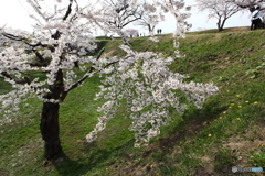 土手の下の桜