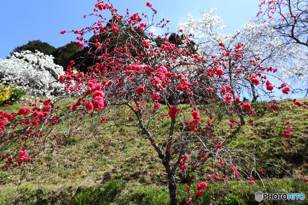 IMG_5026-1　しだれ桃の里