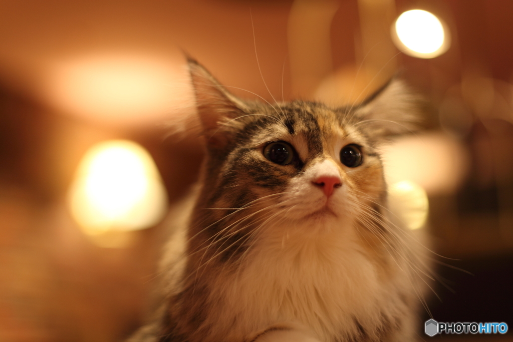 猫の瞳