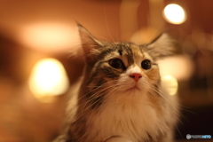 猫の瞳