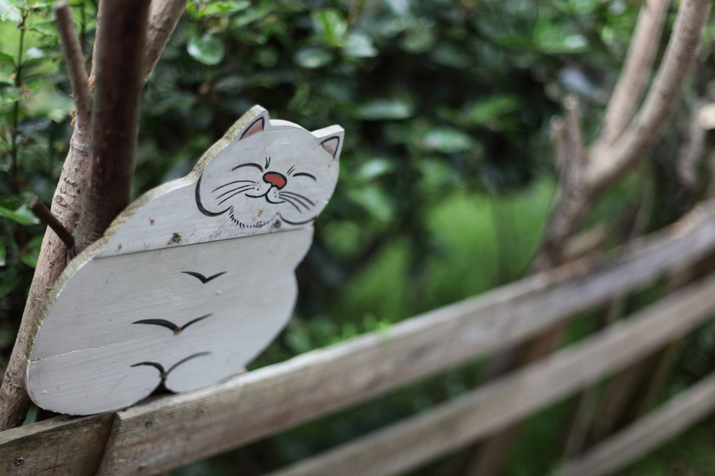 尾道の猫