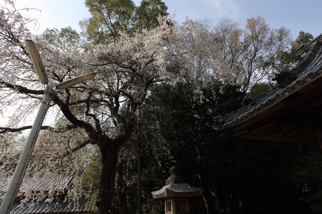 八幡様の枝垂れ桜